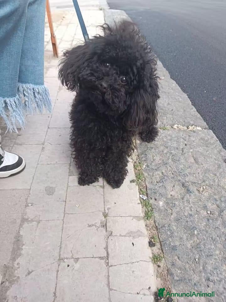 Barboncino cani Barboncino micro - Annuncio 15