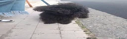 Barboncino cani in vendita: Barboncino micro - Annuncio 1