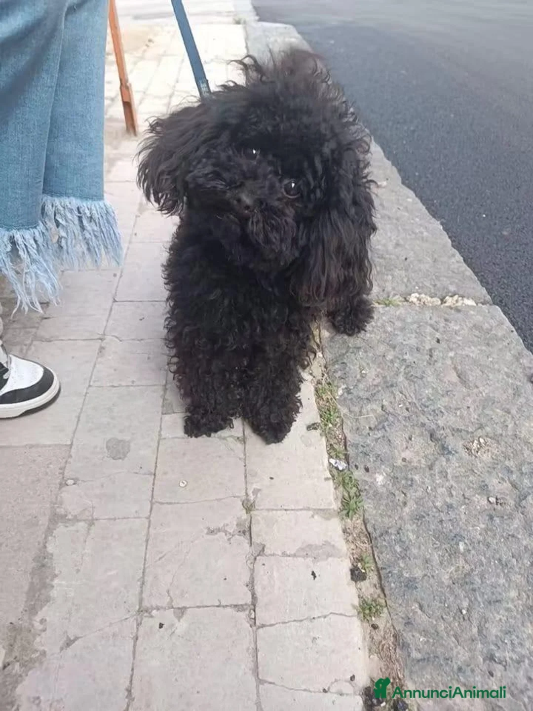Barboncino cani in vendita: Barboncino micro - Annuncio 1