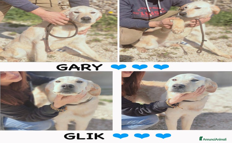 Altre razze cani a Provincia di Bergamo - Annuncio 12