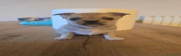 Chihuahua cani in vendita: Cuccioli di Chihuahua  - Annuncio 2