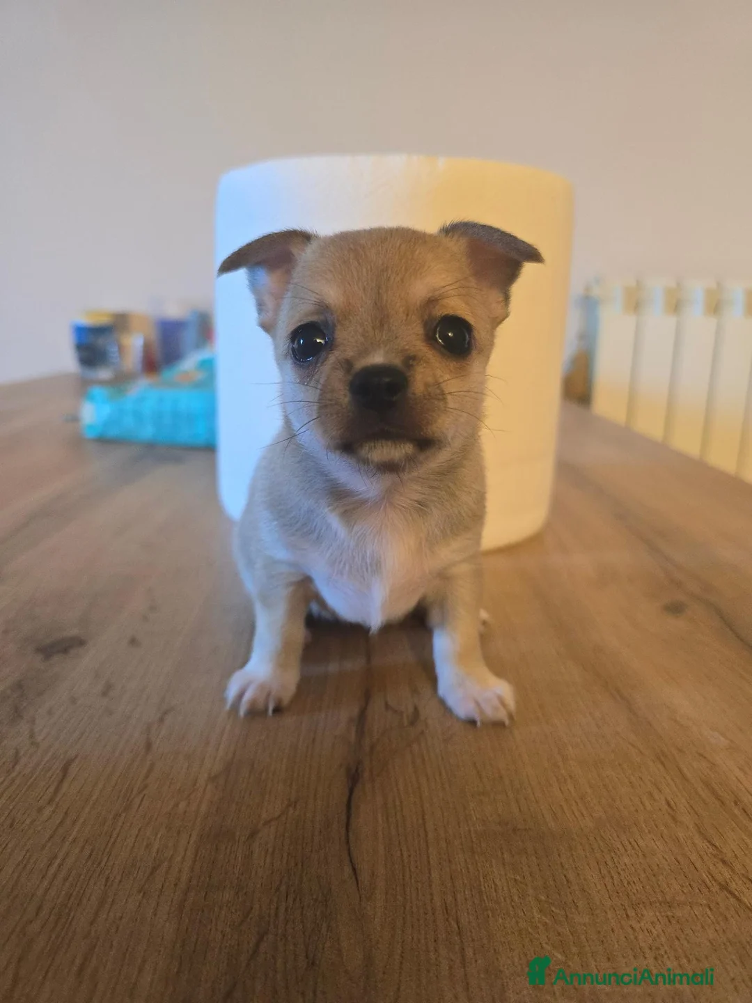 Chihuahua cani in vendita: Cuccioli di Chihuahua  - Annuncio 2