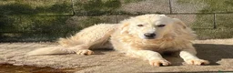 Meticcio cani in regalo: SOLE tranquillo e pacato  a Città Metropolitana di Firenze - Annuncio 1