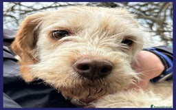 Meticcio cani in regalo: SPIGA tenera spinoncina di 3 anni circa a Città Metropolitana di Torino - Immagine 4