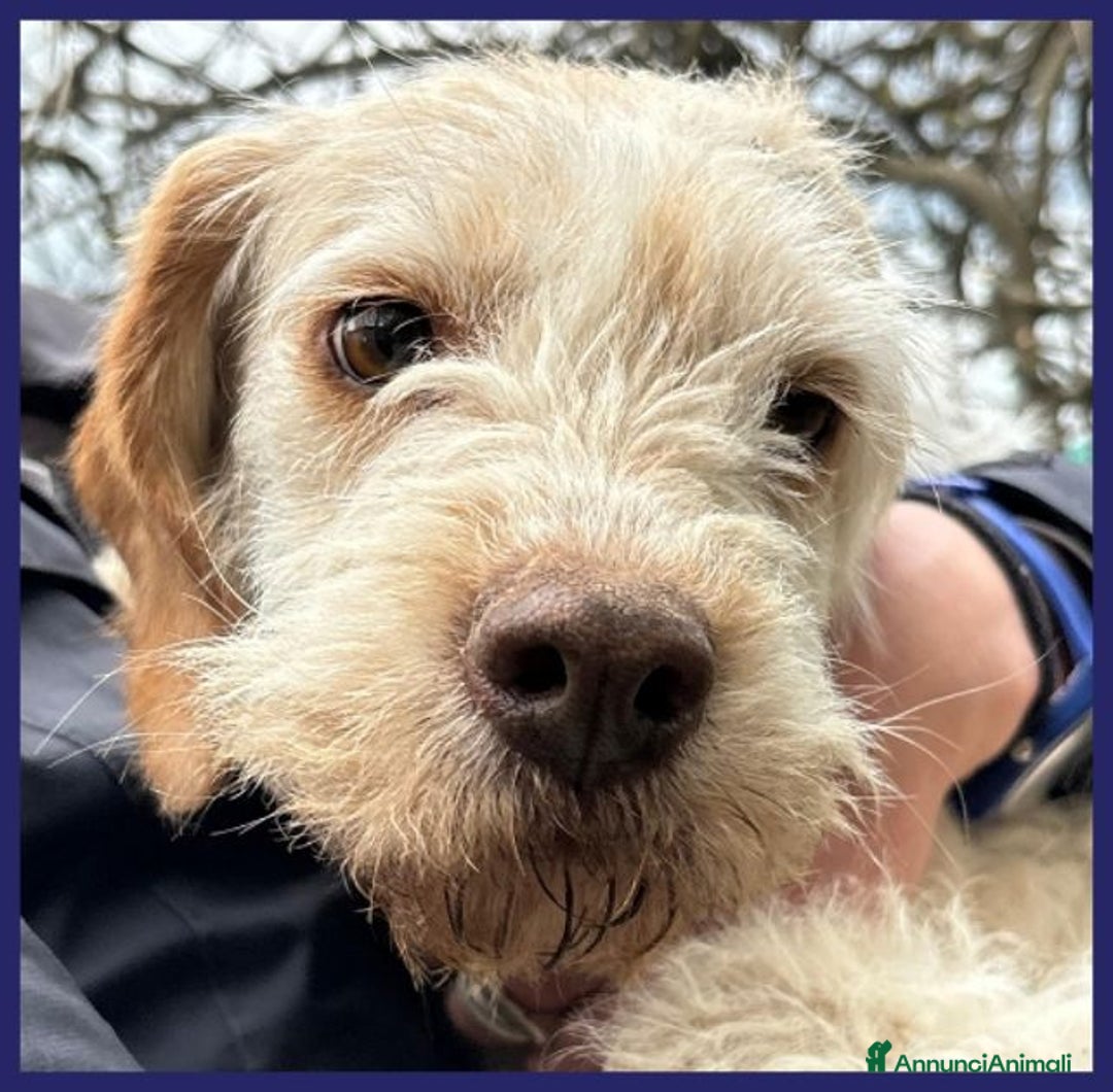 Meticcio cani in regalo: SPIGA tenera spinoncina di 3 anni circa a Città Metropolitana di Torino - Immagine 4