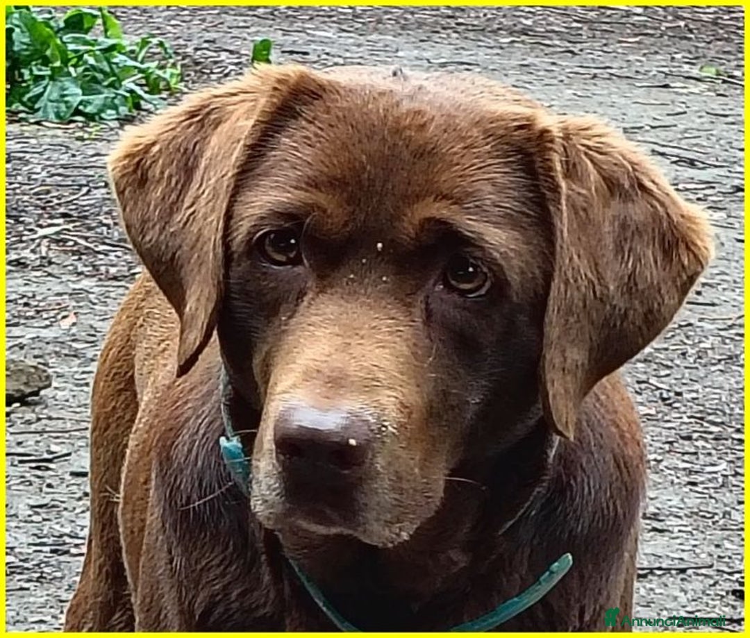 Labrador cani in regalo: KUBRA stupenda labrador cieca - Annuncio 6