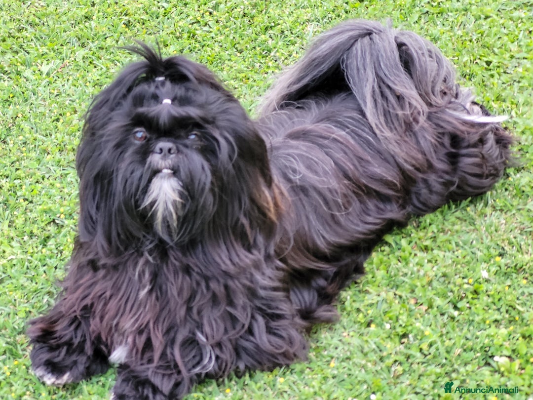 Shih Tzu cani in vendita: SHITH TZU - Annuncio 3