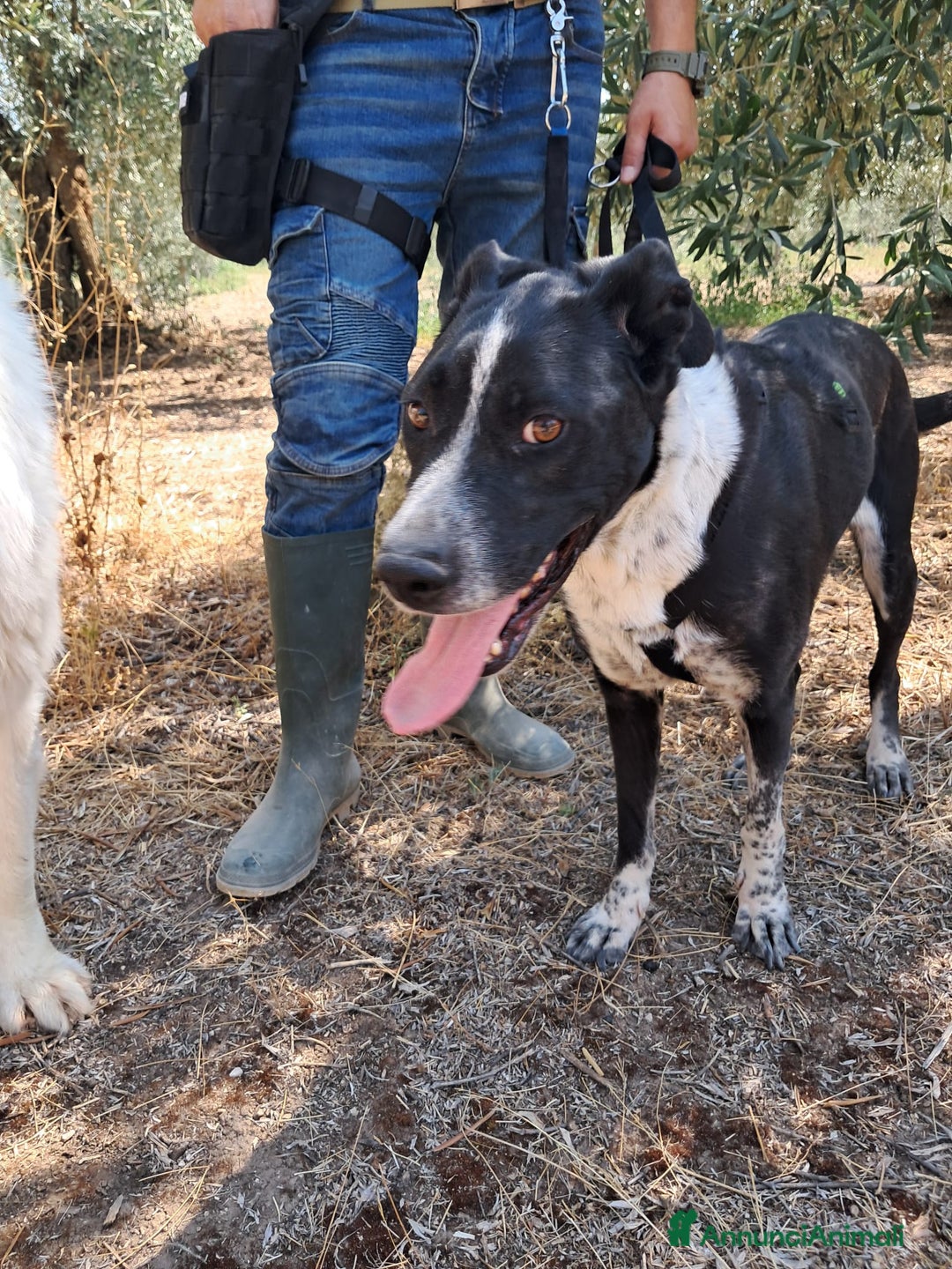 Meticcio cani in regalo: FENICE, dolcissima cagnolona a Provincia di Treviso - Annuncio 4