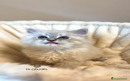 Siberiano gatti in vendita: Gatti Siberiani  a Provincia autonoma di Bolzano - Alto Adige - Immagine 1