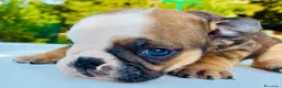 Bulldog cani in vendita: Cuccioli Bulldog Inglese - Annuncio 36