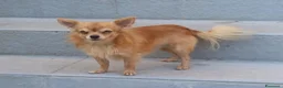 Chihuahua cani per accoppiamento: Cerco fidanzata - Annuncio 3