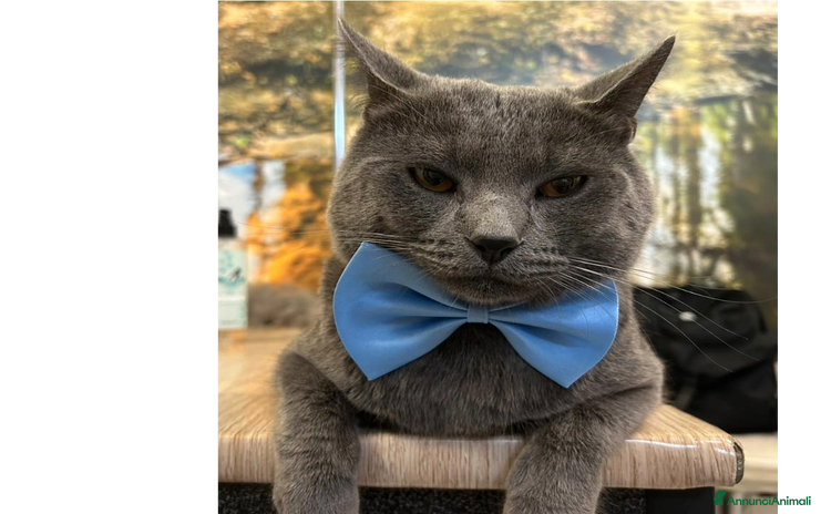 Certosino gatti - Annuncio 1