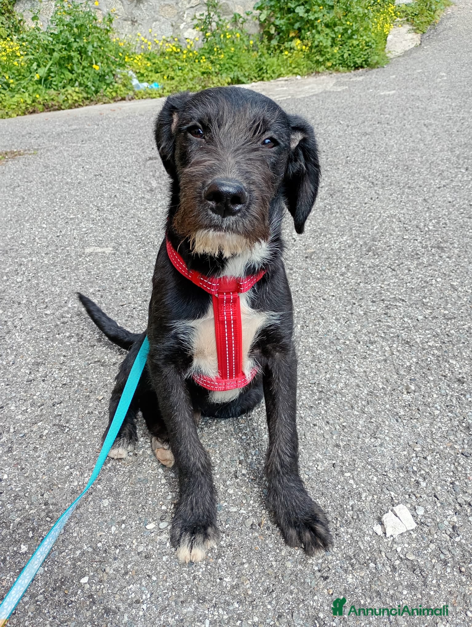 Meticcio cani SOLE MIX SPINONCINO a Città Metropolitana di Bologna - Annuncio 23