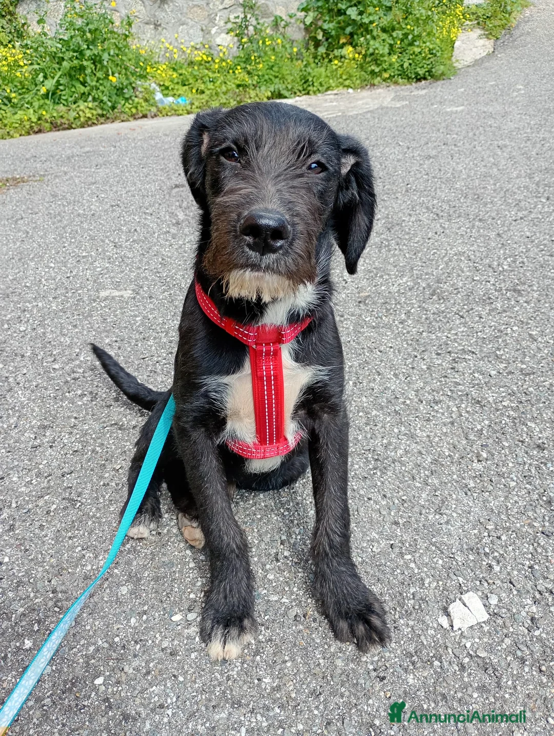 Meticcio cani in regalo: SOLE MIX SPINONCINO a Città Metropolitana di Bologna - Annuncio 1