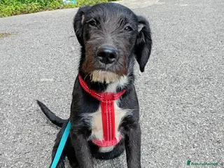 Meticcio cani SOLE MIX SPINONCINO a Città Metropolitana di Bologna - Annuncio 23