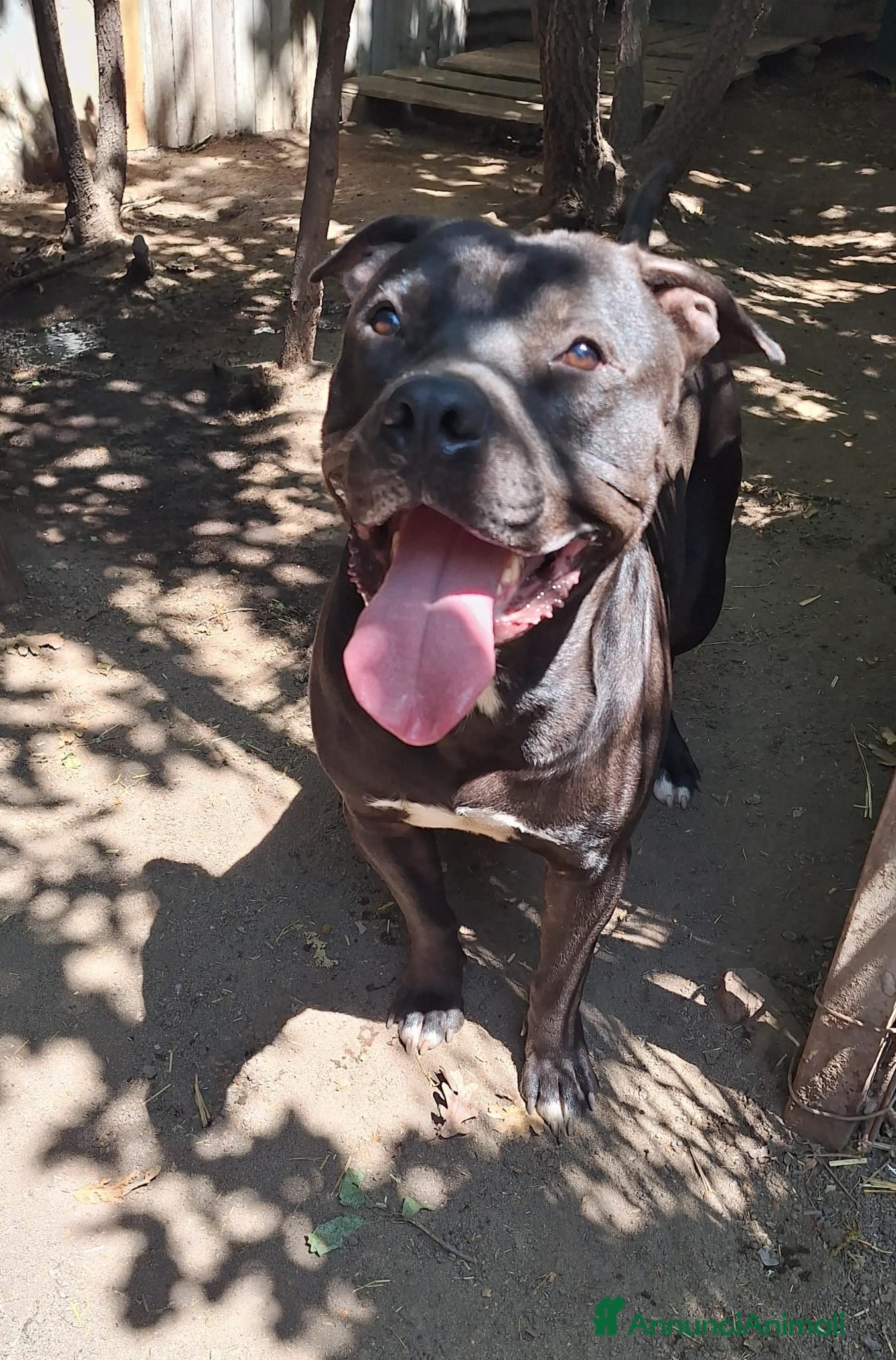 Meticcio cani King Staffordshire Bull Terrier  - Annuncio 1