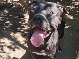 Meticcio cani King Staffordshire Bull Terrier - Annuncio 1