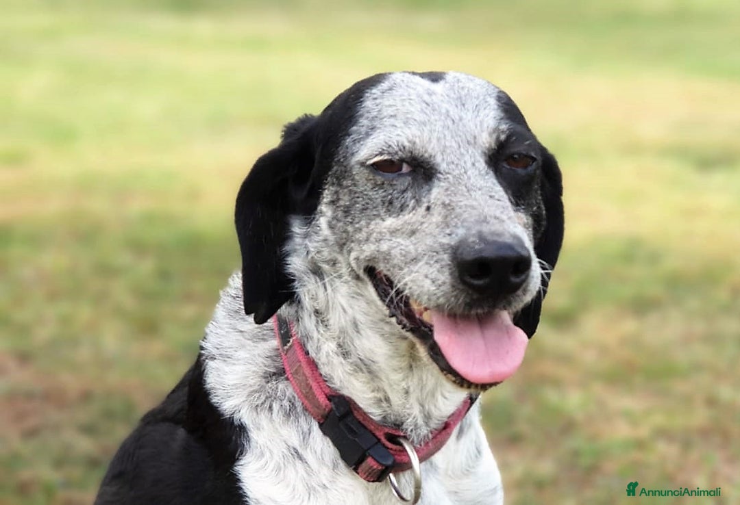 Bracco cani in regalo: VIRGINIA una piccola bracco da amare a Pomezia - Annuncio 2