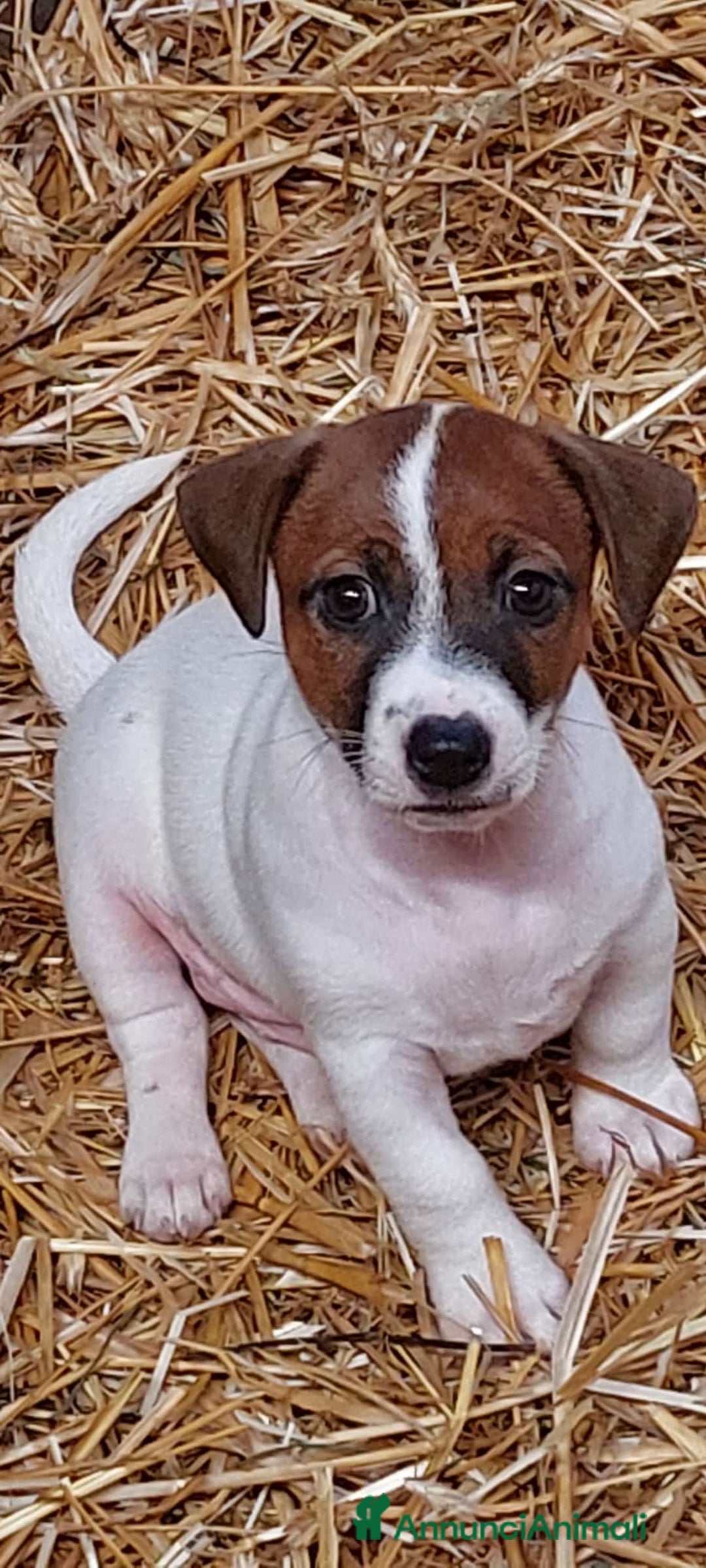 Jack Russell cani in vendita: cuccioli ROI Jack Russell Terrier - Immagine 2