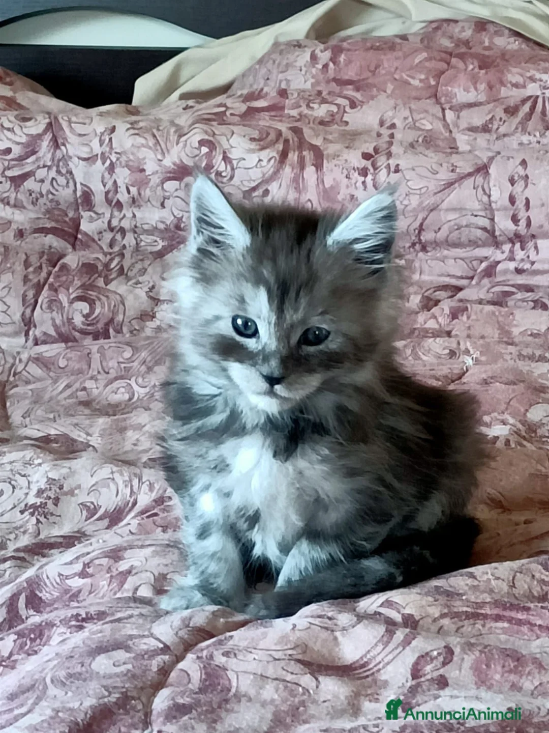 Maine Coon gatti in vendita: Cucciole di Maine Coon  - Annuncio 2