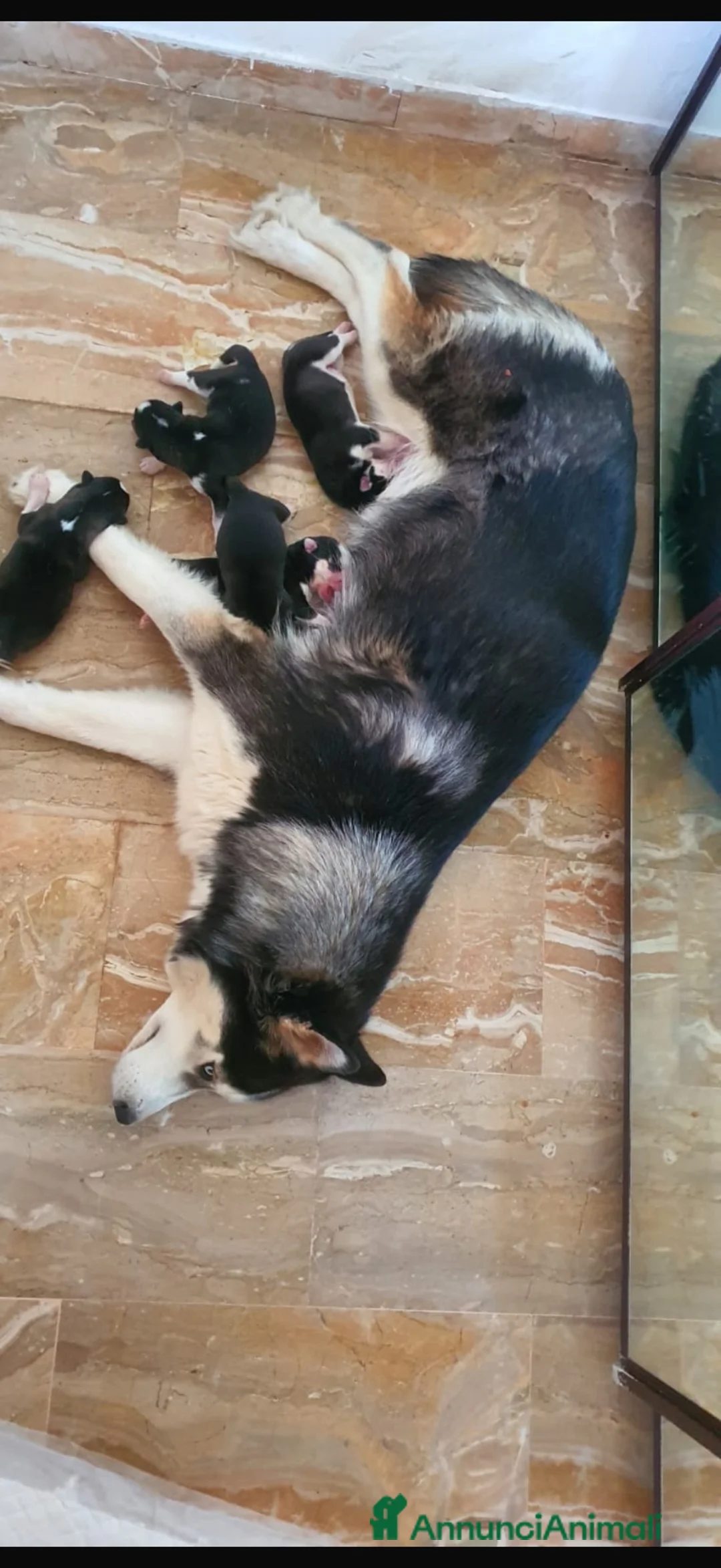 Husky cani in vendita: Cuccioli Husky Siberian  a Provincia di Verona - Annuncio 4