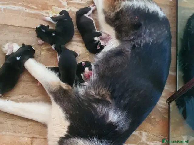 Husky cani Cuccioli Husky Siberian - Annuncio 1