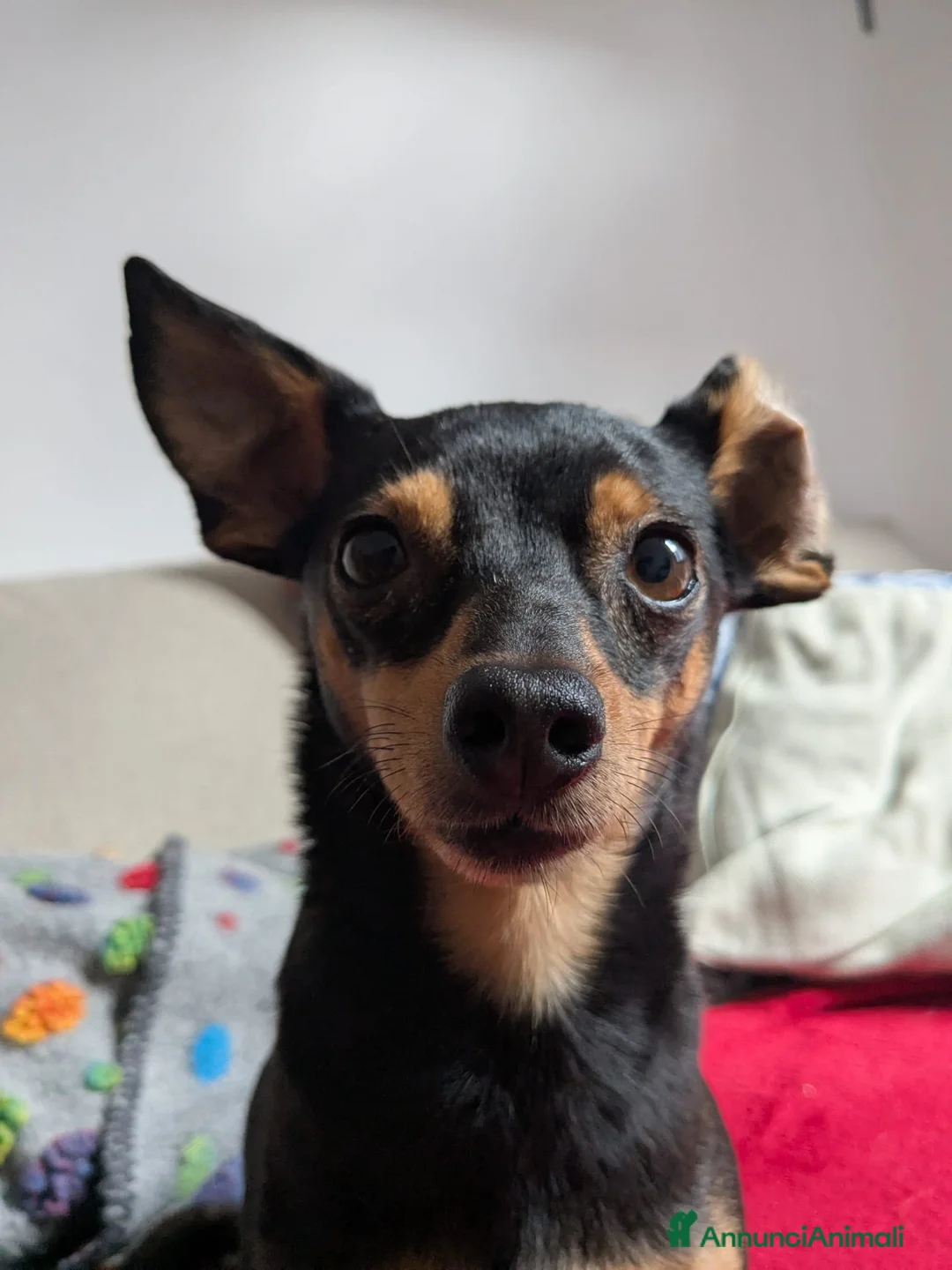 Pinscher Miniatura cani in regalo: STARLET, MINI PINSCHER dolcissima - Annuncio 2