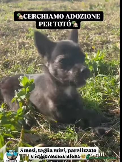 Meticcio cani ADOZ.DEL 💔: IMPORTANTE RICHIESTA DI AIUTO!!!!! - Annuncio 22