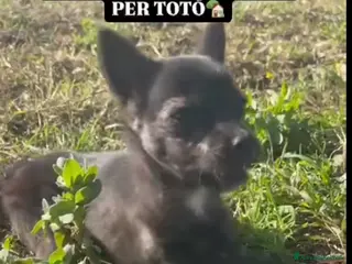 Meticcio cani ADOZ.DEL 💔: IMPORTANTE RICHIESTA DI AIUTO!!!!! - Annuncio 22