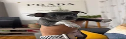 Chihuahua cani in vendita: Cuccioli di chihuahua  - Annuncio 8