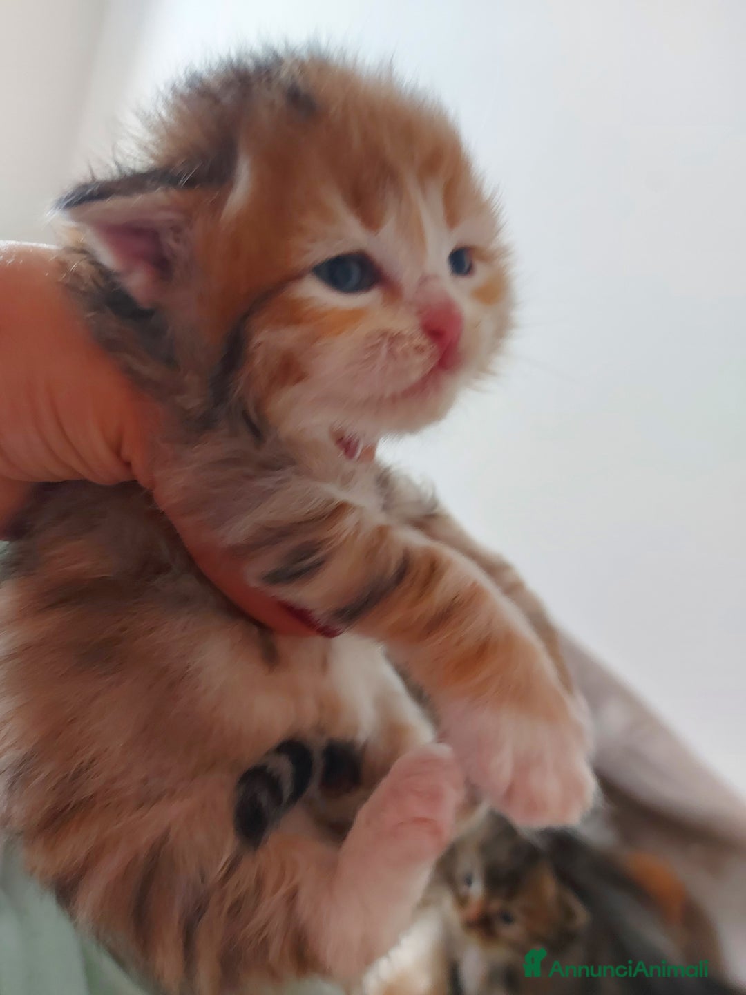 Siberiano gatti in vendita: Cuccioli di gatto Siberiano Certificati  - Annuncio 13