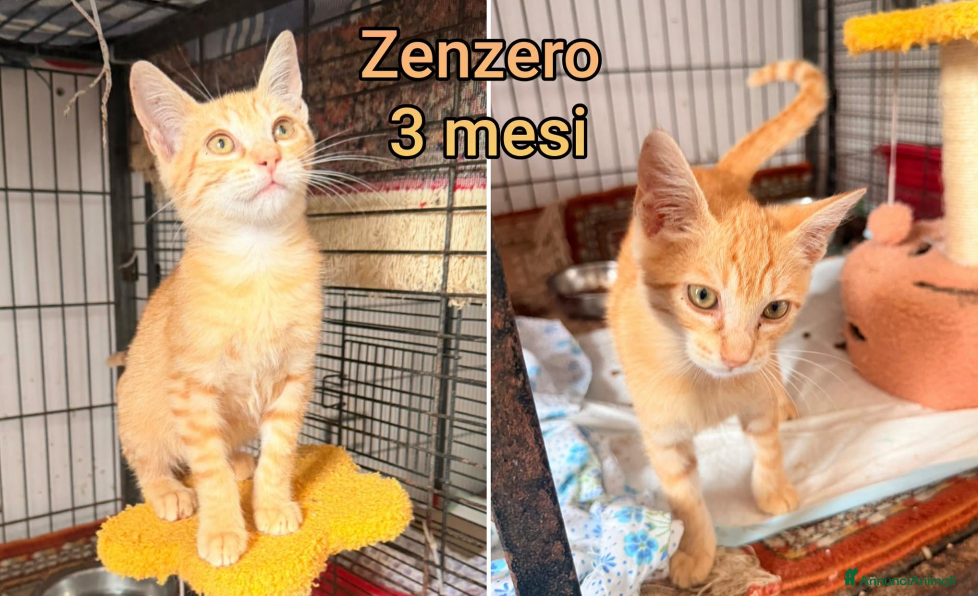 Altre razze gatti in regalo: GATTINI BISOGNOSI IN CERCA D'AMORE  - Annuncio 13