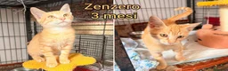 Altre razze gatti in regalo: GATTINI BISOGNOSI IN CERCA D'AMORE  a Città Metropolitana di Bologna - Annuncio 1