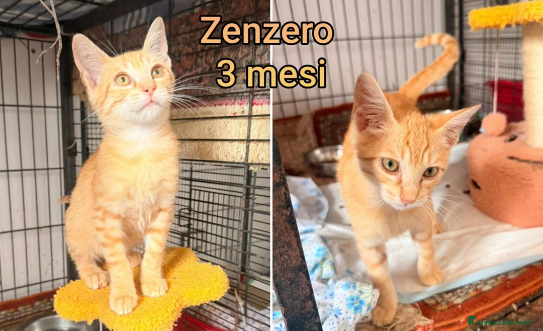 Altre razze gatti in regalo: GATTINI BISOGNOSI IN CERCA D'AMORE  a Città Metropolitana di Bologna - Annuncio 1
