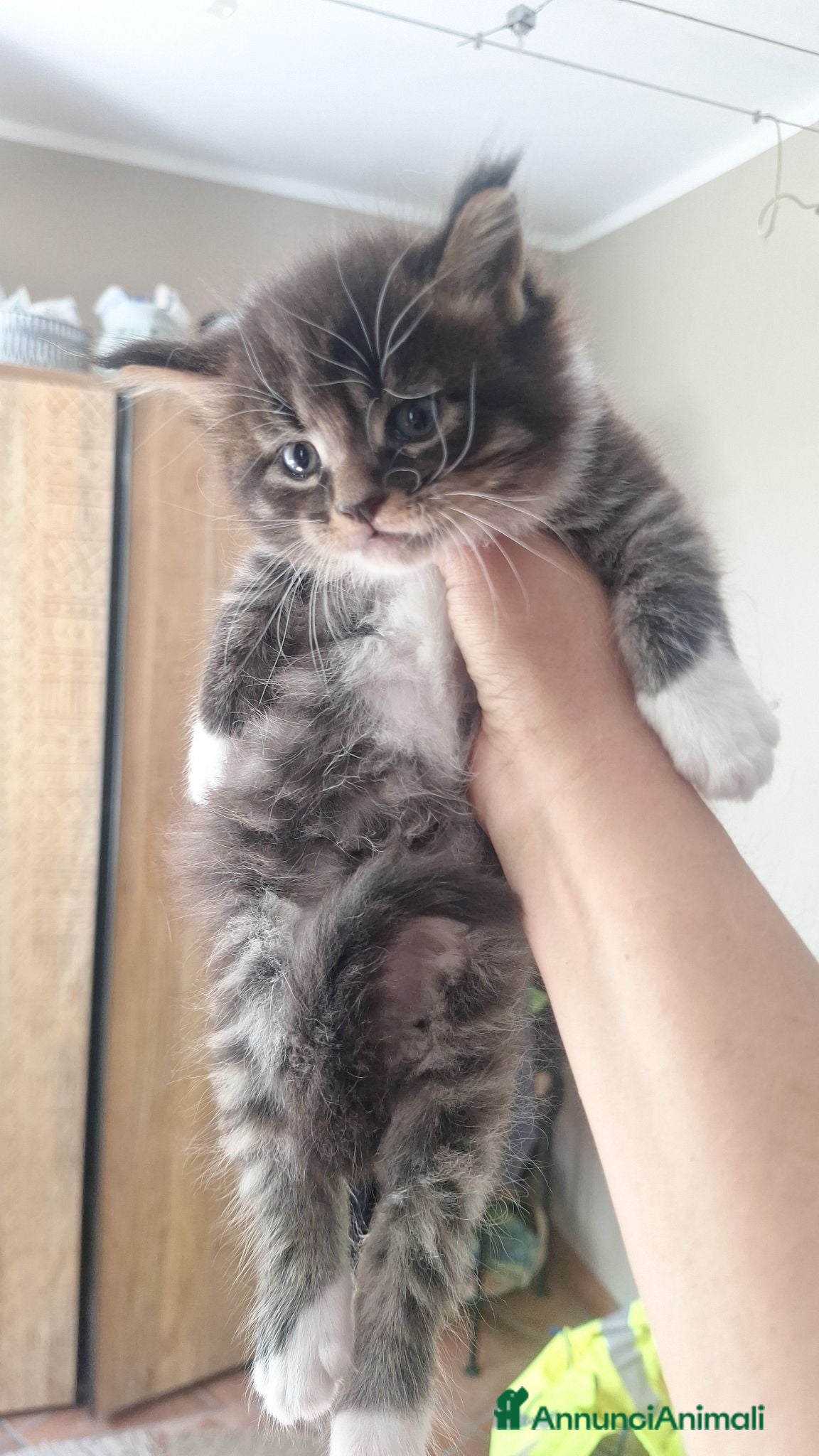 Maine Coon gatti cuccioli maine coon - Annuncio 2