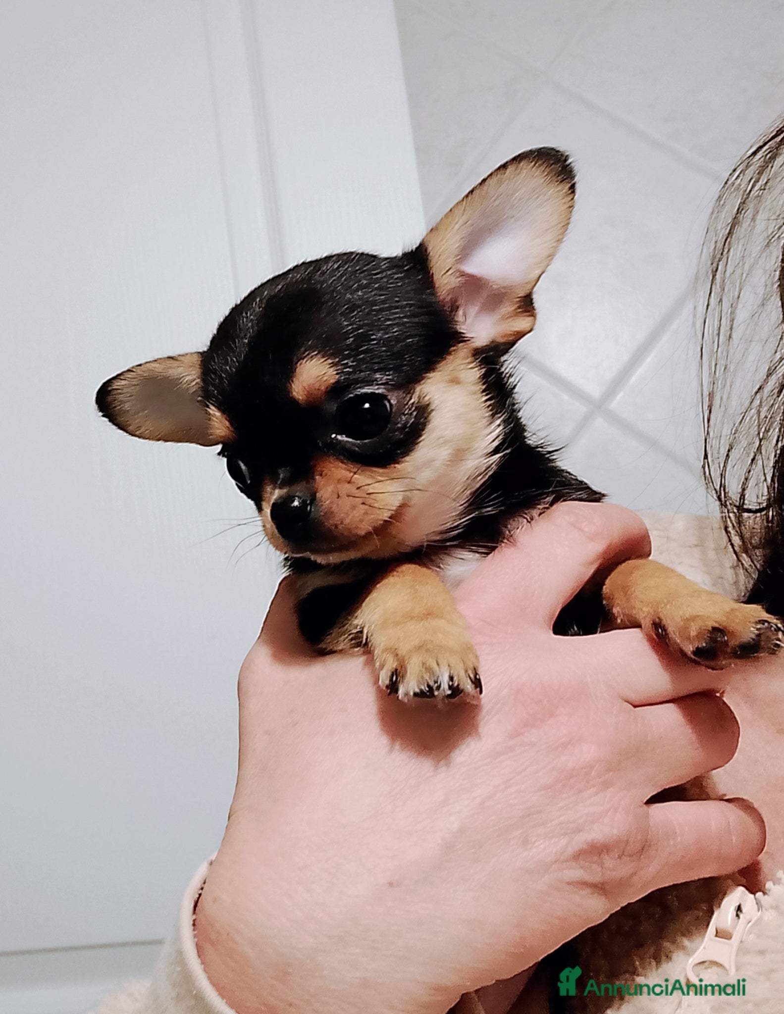 Chihuahua cani Chihuahua con pedigree ENCI  - Annuncio 2