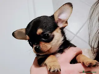 Chihuahua cani Chihuahua con pedigree ENCI - Annuncio 2