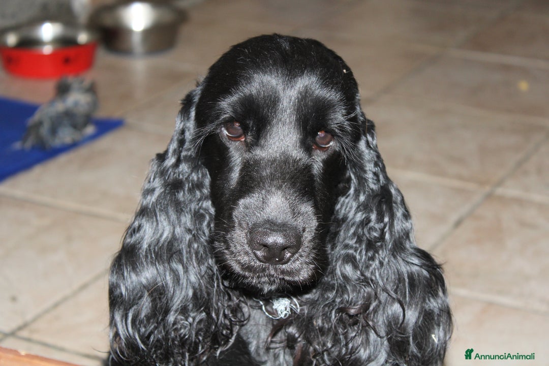 Cocker cani in vendita: Cocker spaniel inglese  - Annuncio 4