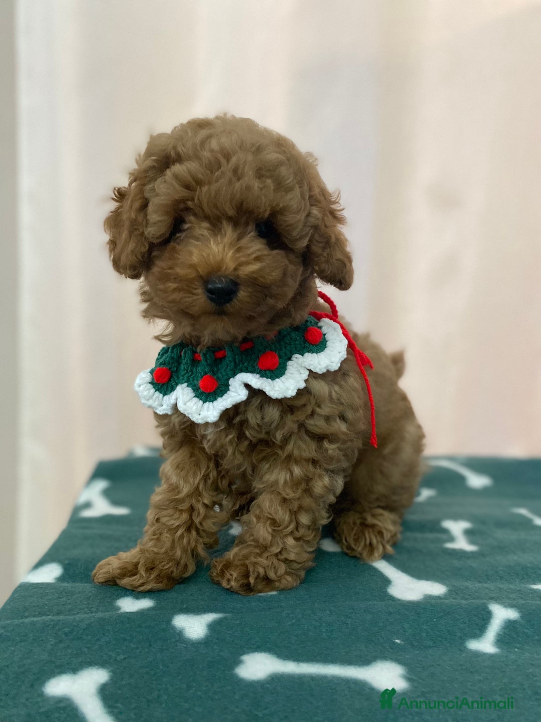 Barboncino Toy cani in vendita: Ultimo cucciolo maschietto barboncino toy - Annuncio 3