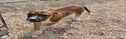Meticcio cani in regalo: DOLCE PITTINO CERCA AMORE - Annuncio 11