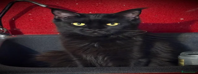 Morgana Rock’s Spirit