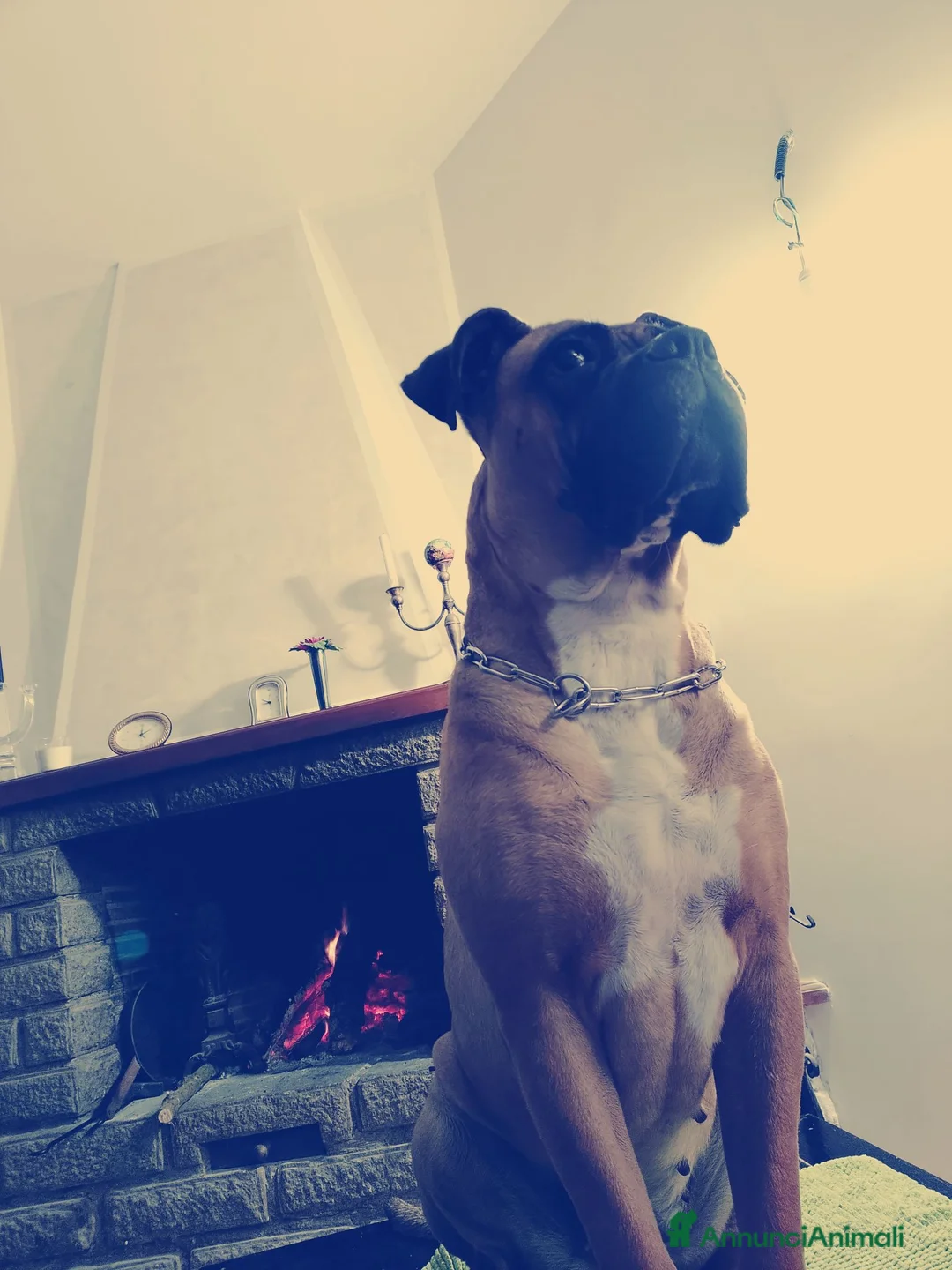 Cane Corso cani in vendita: Cucciola di cane corso - Annuncio 7