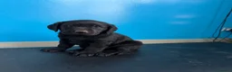 Labrador cani in vendita: Cuccioli Labrador  - Annuncio 11