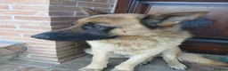 Pastore Tedesco cani in vendita: Pastore tedesco  a Città metropolitana di Catania - Annuncio 2