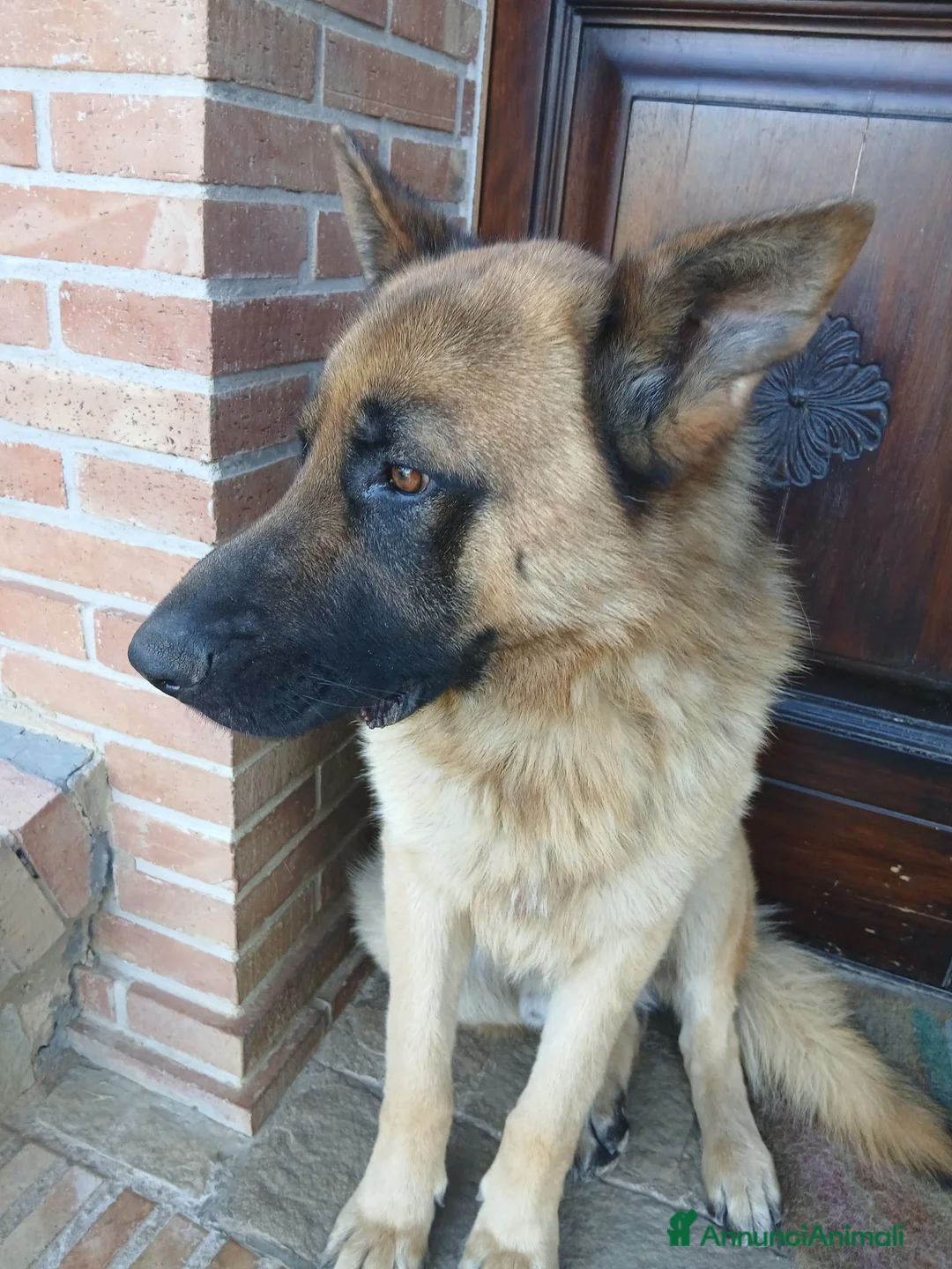 Pastore Tedesco cani in vendita: Pastore tedesco  a Città metropolitana di Catania - Annuncio 2