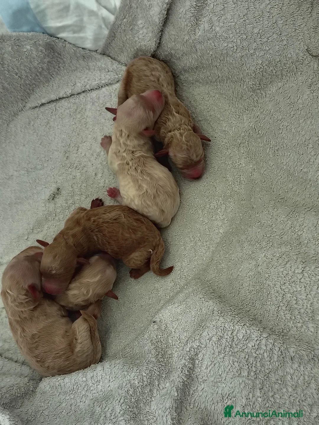 Barboncino cani in vendita: Barboncini  - Annuncio 4