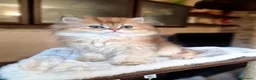 British gatti in vendita: British longhair Golden Maschio  - Annuncio 5