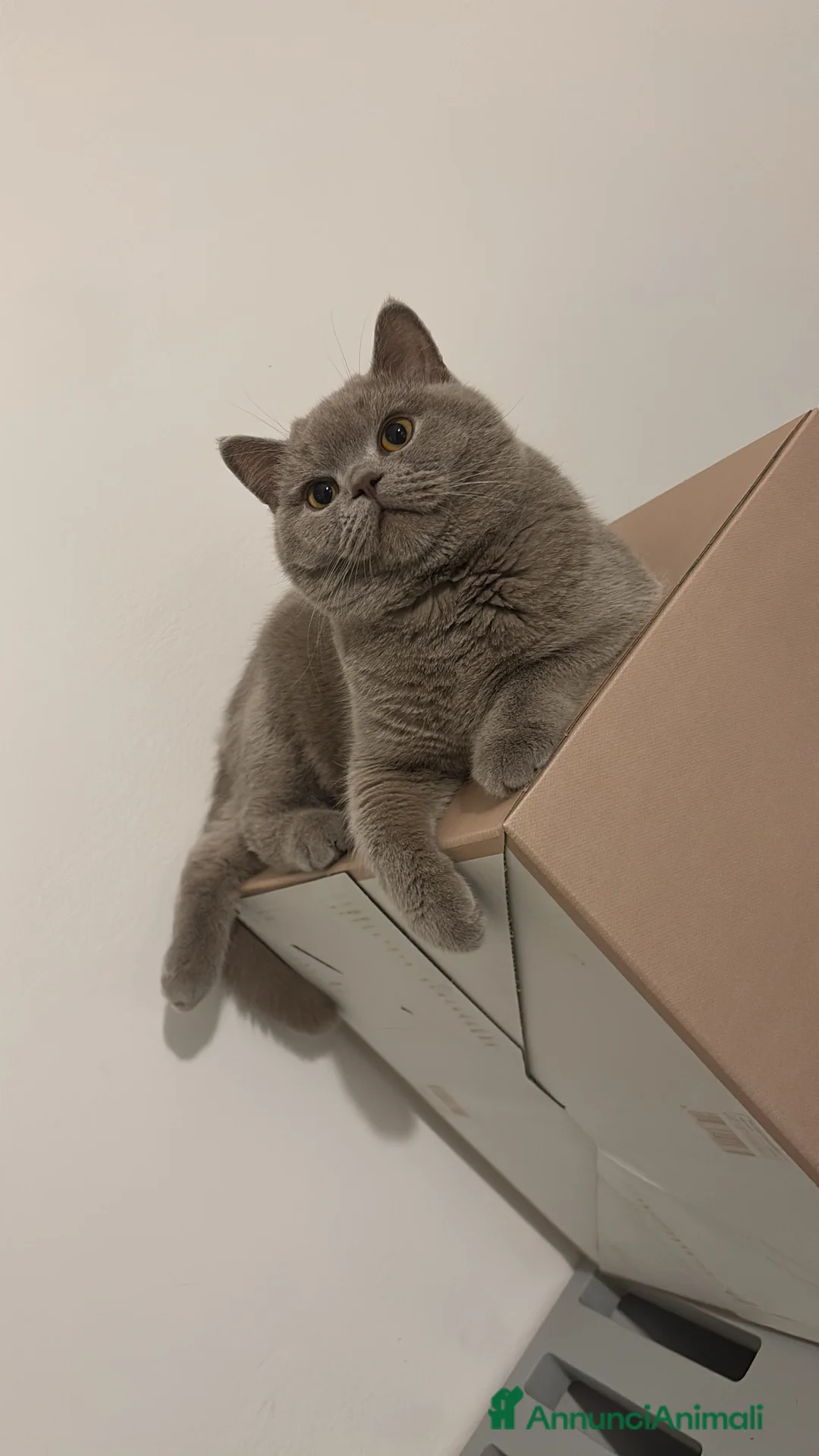 British gatti per accoppiamento: British shorthair - Annuncio 11