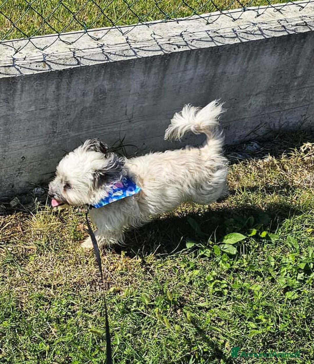 Shih Tzu cani in regalo: BUNNY, mix SHIH TZU tutto pelo! 4KG. - Annuncio 9