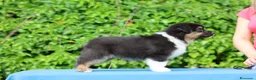 Australian Shepherd cani in vendita: Cuccioli di pastore australiano  - Annuncio 5